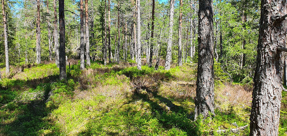 Puttåsen - toppområdet sett nordover