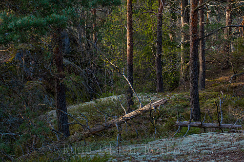 Urørt kystfuruskog på Ormereiråsen, Yxney
