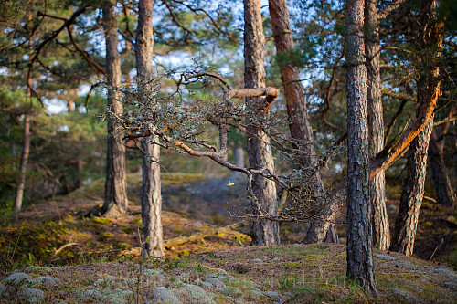 Furuskog ved Ormereiråsen, Yxney