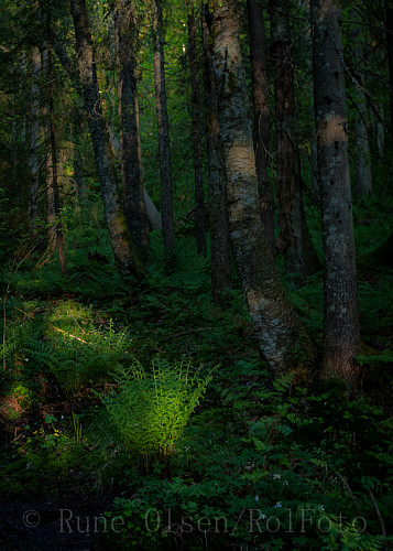En av mange grønne partier i sumpete bregne- og edelløvskog i kveldssola.