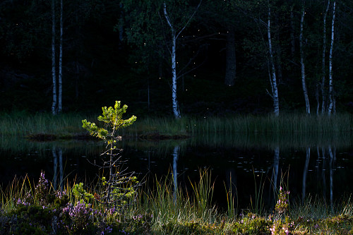 Kvelden senker seg over skogstjernet