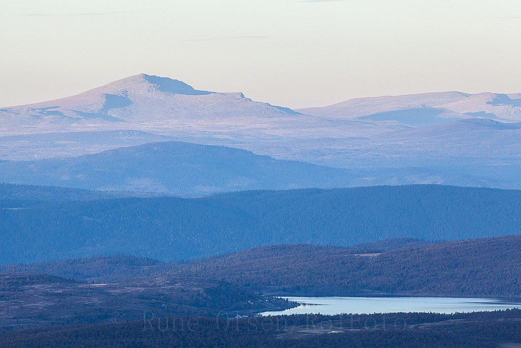 enslig i vang