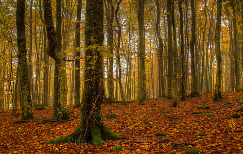 Høst i bøkeskogen