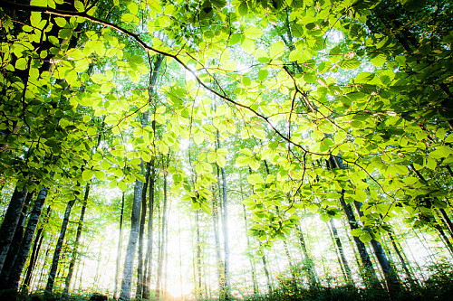 Sommer i bøkeskogen