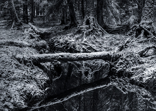 Trollskog