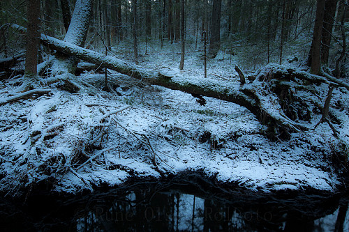 Urørt vinterskog