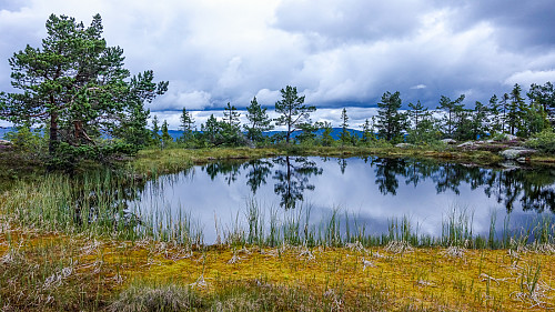 En av mange flotte tjern og myrer her oppe..