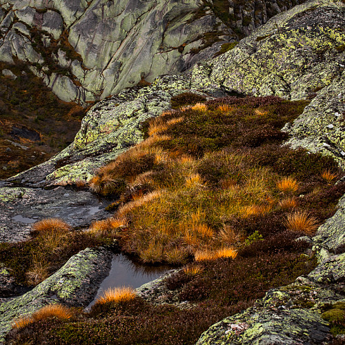 Høstvegetasjon langs sørstupet av Roholtfjellet øst.
Nordøstryggen av Roholtfjellet vest i bakgrunnen