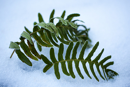 Sisselrot i desember