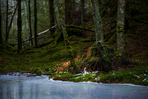 Desemberskog iunder Seterkollen