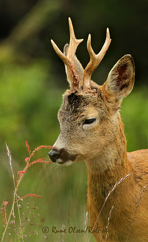 Bambi lukter på engsyre