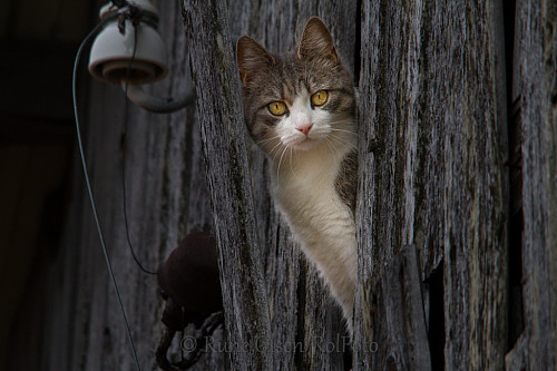 Katten som forstyrret linerleparet