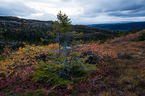Fjellgran, høstfarger og uvær