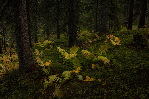 Bregner i urskogen 1