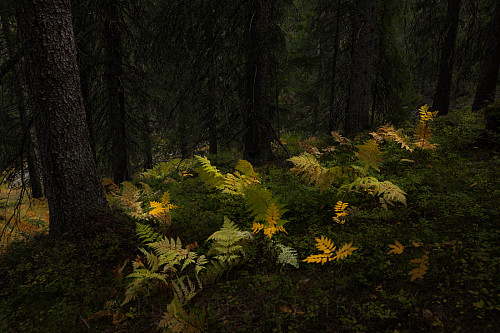 Bregner i urskogen 2