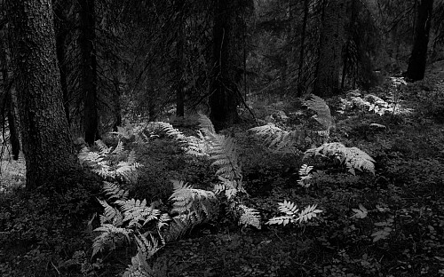 Bregner i urskogen i s/h