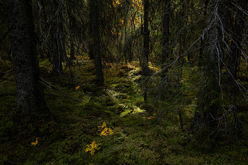 Lyssti i gammalskogen
