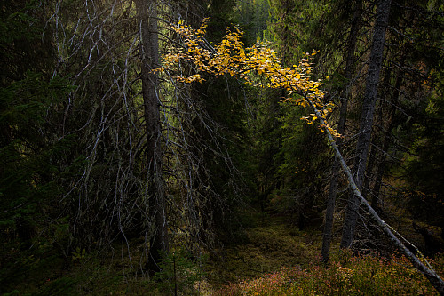Høstbjørk i urskog