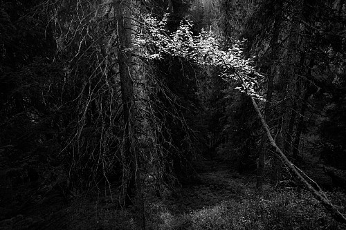 Bjørk i urskog i s/h