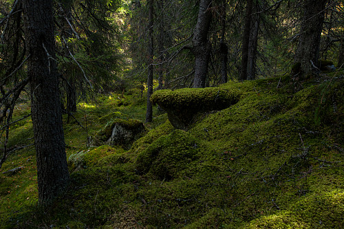 Moseskog
