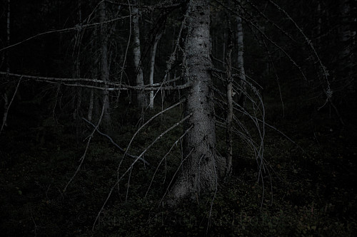 Dysterskog