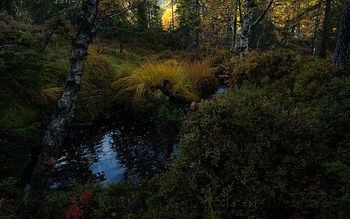 Kveldslys i gammalskauen