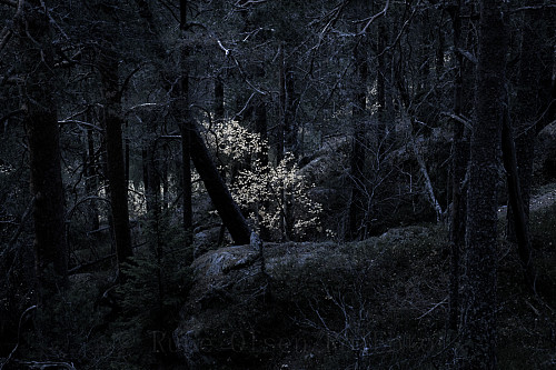Dysterskog i kvelden