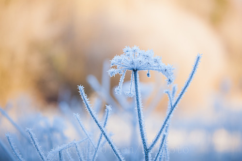 Frost og varme