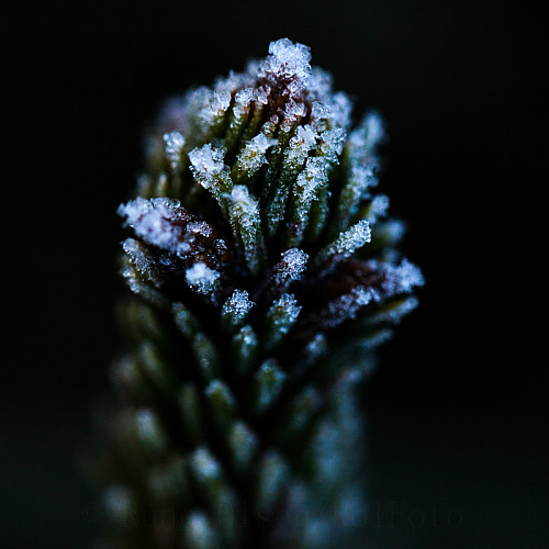 Granskudd i frost