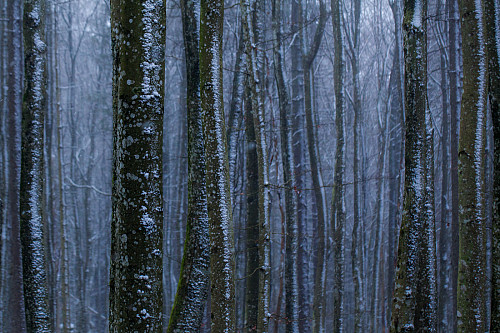 Snøvær og tåke i bøkeskogen på Salsås