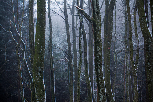 Tåke og snøvær i bøkeskogen er godstemning