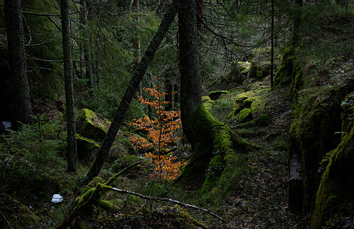 Enslig bøk i barurskogen