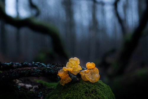 Gul gelesopp i desemberbøkeskogen