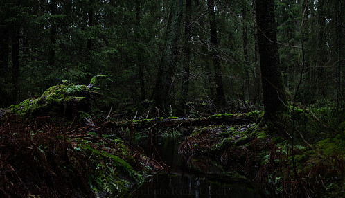 Urskog 1