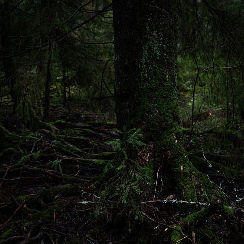 Urskog 2