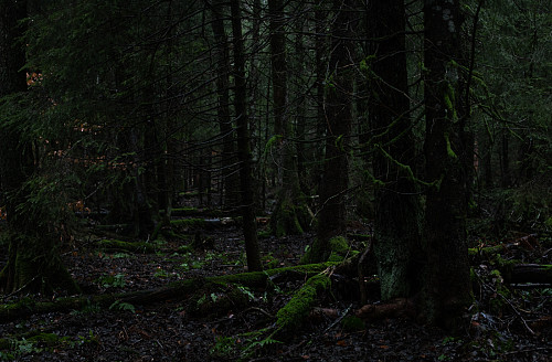 Urskog 3