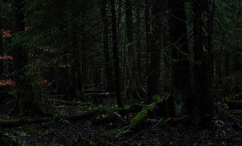 Urskog 6