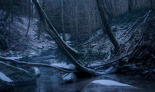 Desemberdystopia langs bekken i bøkeskogen 4