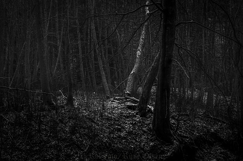 Lysning i myrkskogen