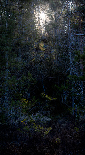 Sola dukker opp over Grunnvannsknuten og lyser opp urørt skog