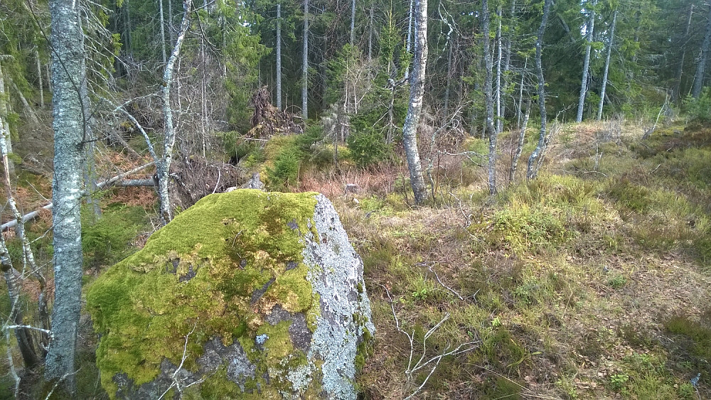 Denne store steinen mener jeg dannet høyeste punkt på åsen, men det kan diskuteres - og det gidder jeg ikke...