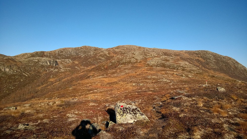 Over tregrensa var det enklere terreng og lettgått, men fort gjort å miste stien, da tråkket var mindre tydelig en del steder - særlig der det var noe stein. Trodde dette var toppen, men det var feil; den lå lenger bak.