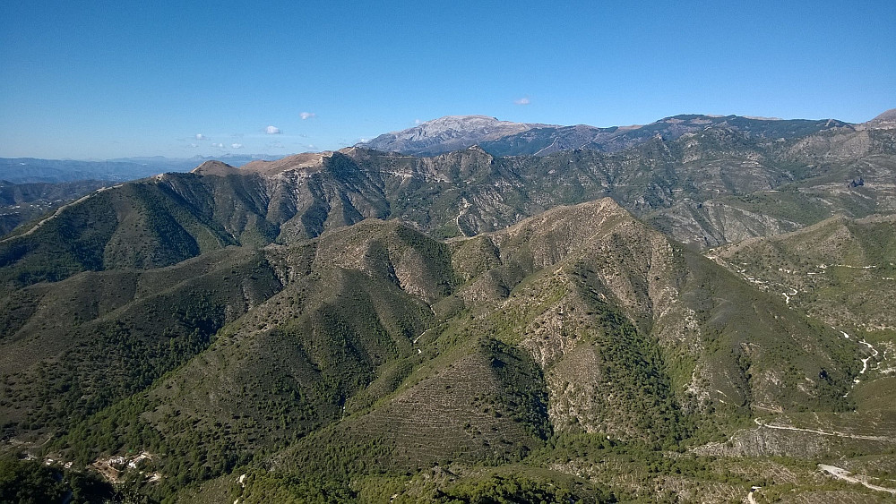 Cerro Verde i forgrunnen. Ble også gått litt seinere, men var ingen flott topp. Bak ruver Maroma, høyest i Sierra de Tejeda, og besøkt i fjor.