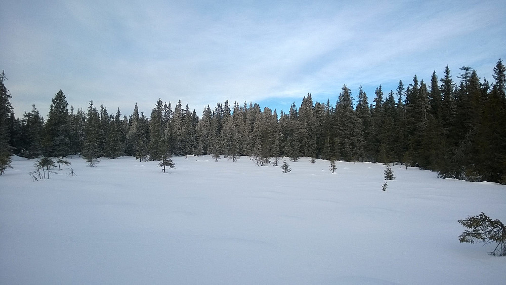 Høyeste punkt 200m oppi skauen her... Bildet er tatt fra skiløypa.