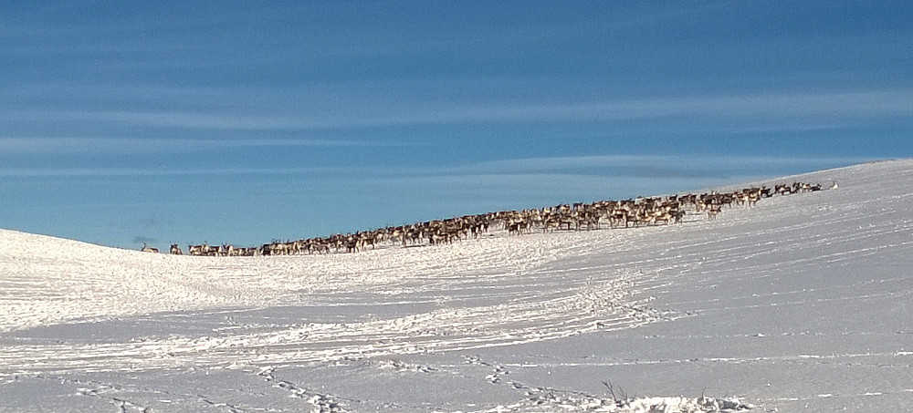 Over tregrensa støtte jeg på en diger flokk reinsdyr.