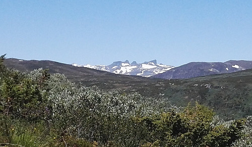 Fikk også glimt av jotner med snø, og en sval avkjølende bris som gjorde at humøret steg. Dette er nok Falketind m.fl topper.