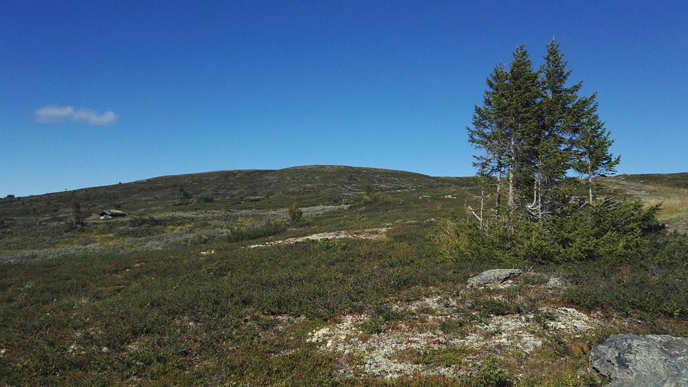 Lettgått turterreng; mot Rennefjellet.