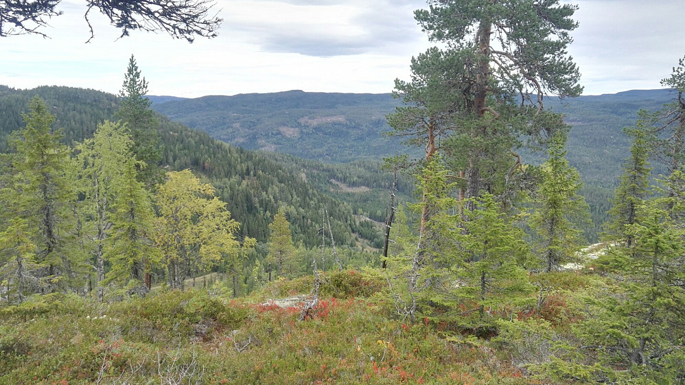Mot Høgberget, som jeg faktisk skulle havne på seinere på dagen.