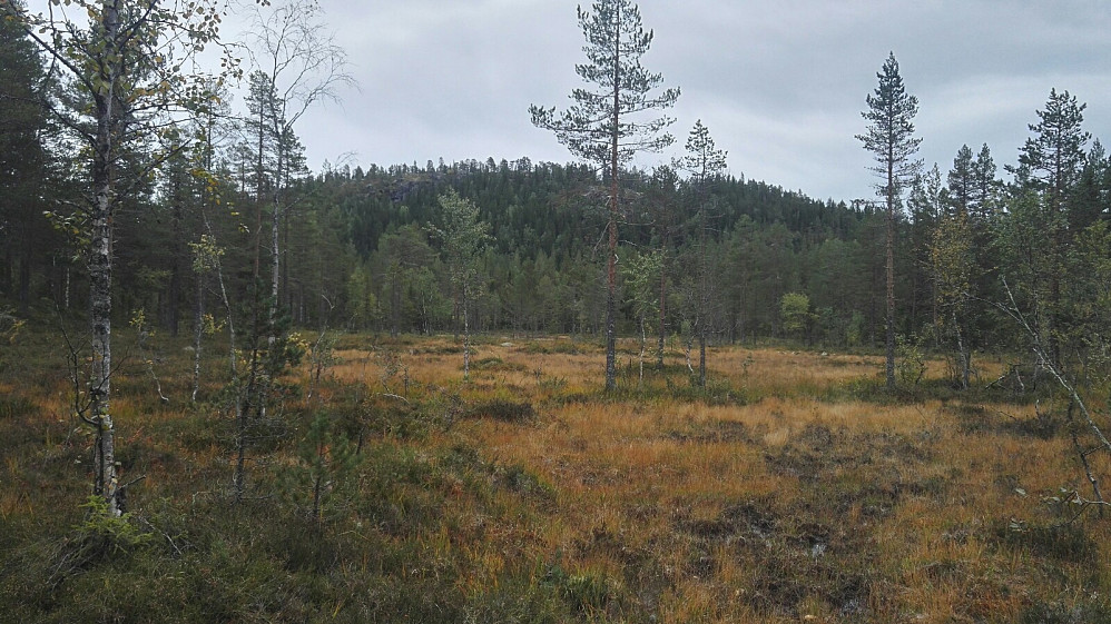 Midtknatten fra myra i nordvest. Knatten er ganske bratt fra alle kanter, egentlig.