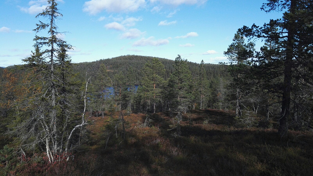 I bakkene ned fra Gravliseterhøgda, mot Steinvarden en drøy kilometer mot nord.